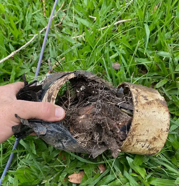 A section of drain pipe cut out, packed solid with tree roots